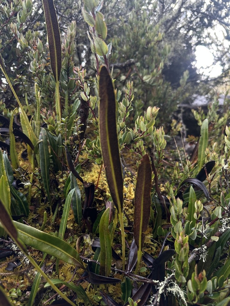 Elaphoglossum affine photo 2