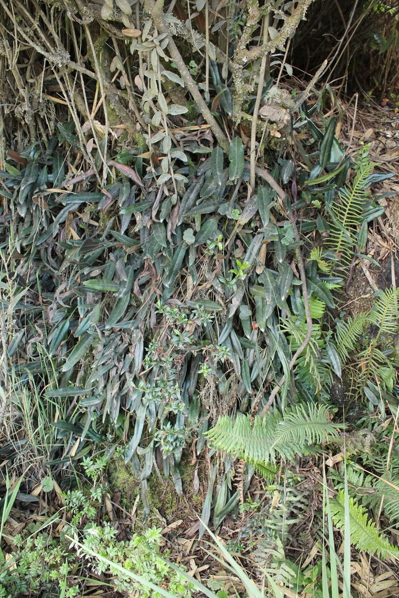 Elaphoglossum affine photo 3