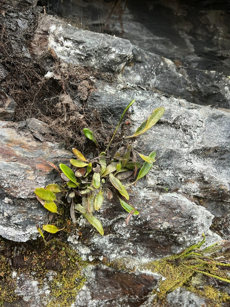 Elaphoglossum affine photo 4