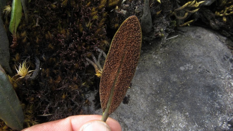 Elaphoglossum affine photo 5