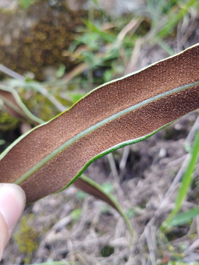 Elaphoglossum affine photo 6