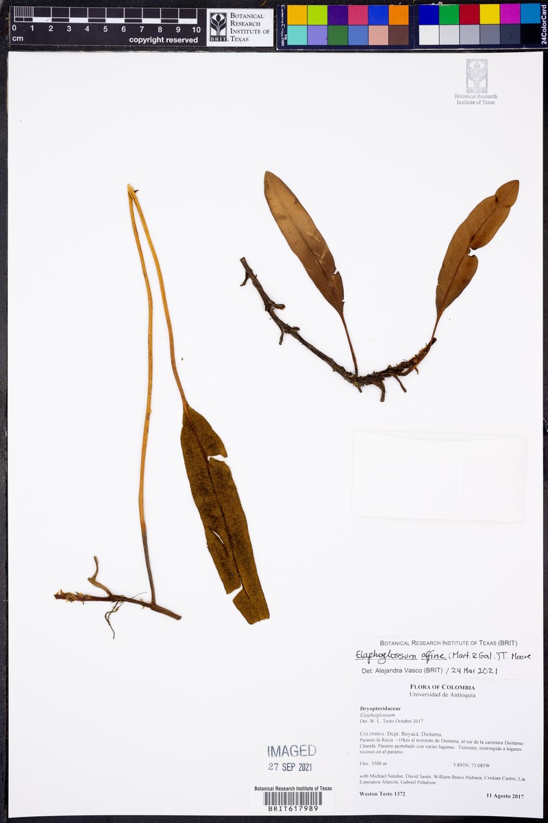 Elaphoglossum affine photo 7
