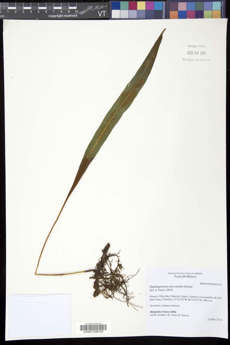 Elaphoglossum alan-smithii