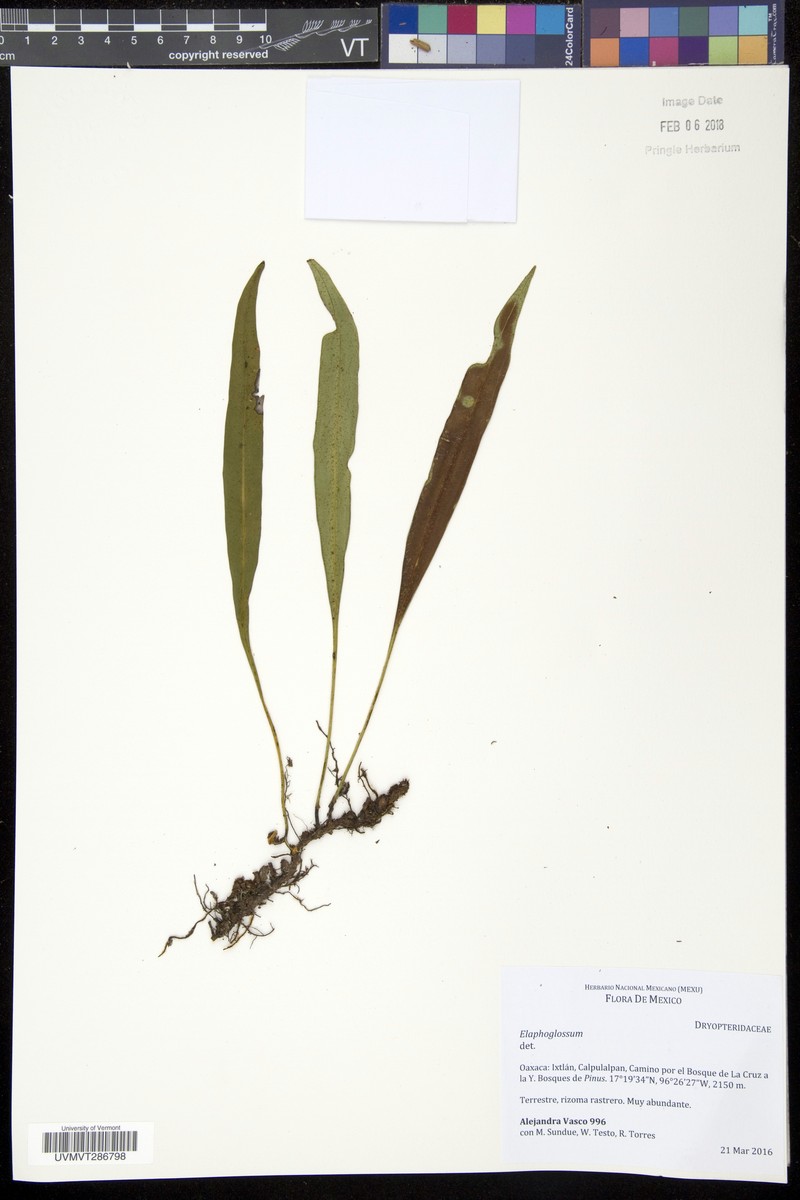 Elaphoglossum alan-smithii photo 2