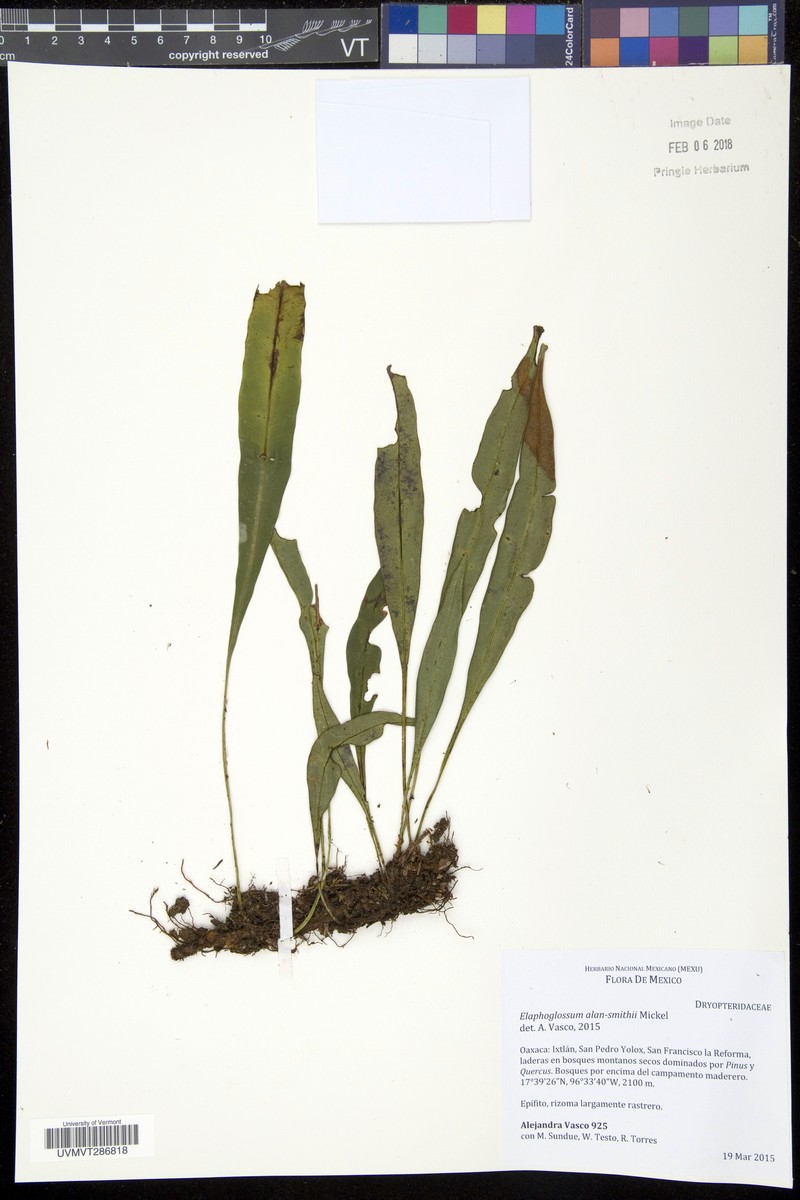 Elaphoglossum alan-smithii photo 3