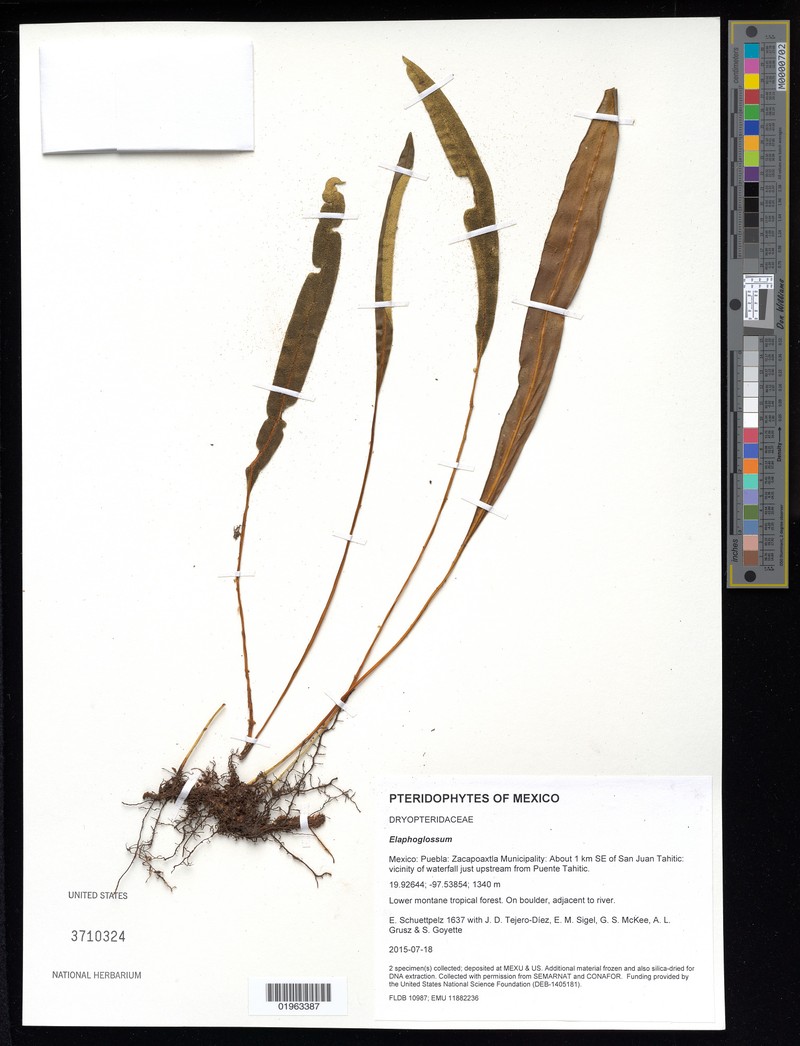 Elaphoglossum alan-smithii photo 4