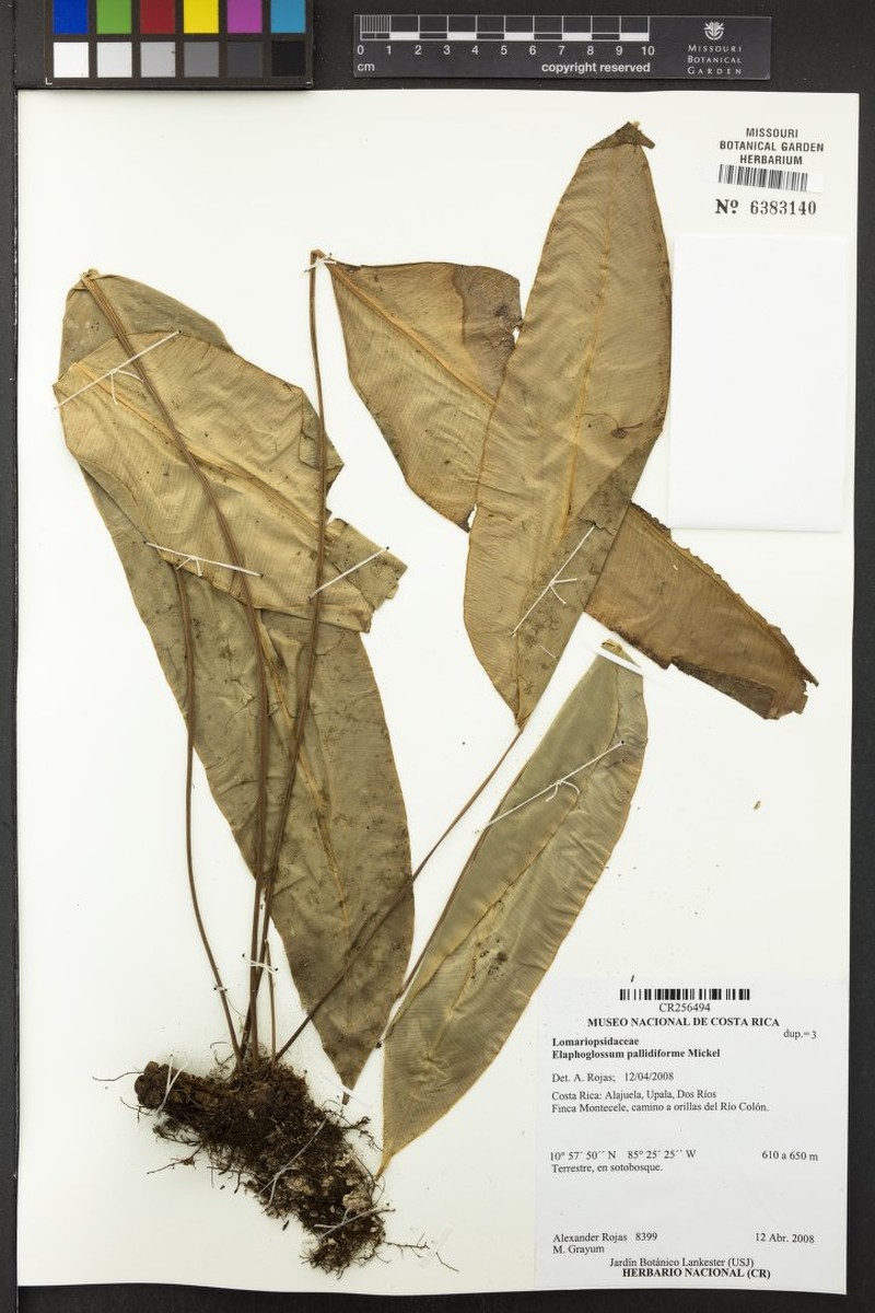 Elaphoglossum albomarginatum