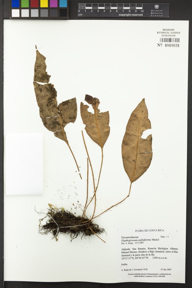 Elaphoglossum albomarginatum photo 2