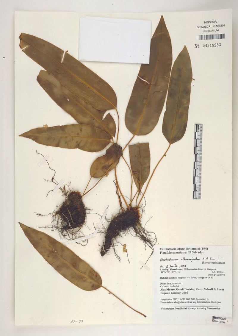 Elaphoglossum albomarginatum photo 3