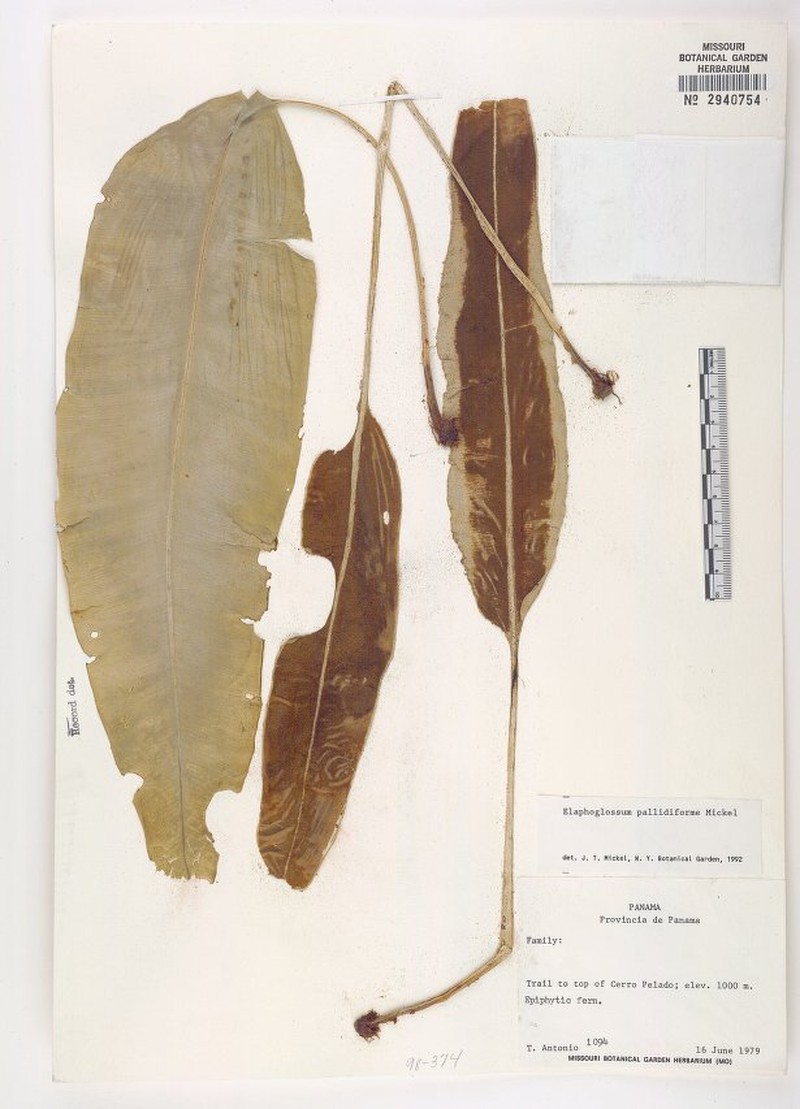 Elaphoglossum albomarginatum photo 4