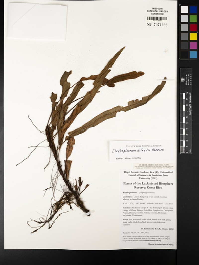Elaphoglossum alfredii photo 2