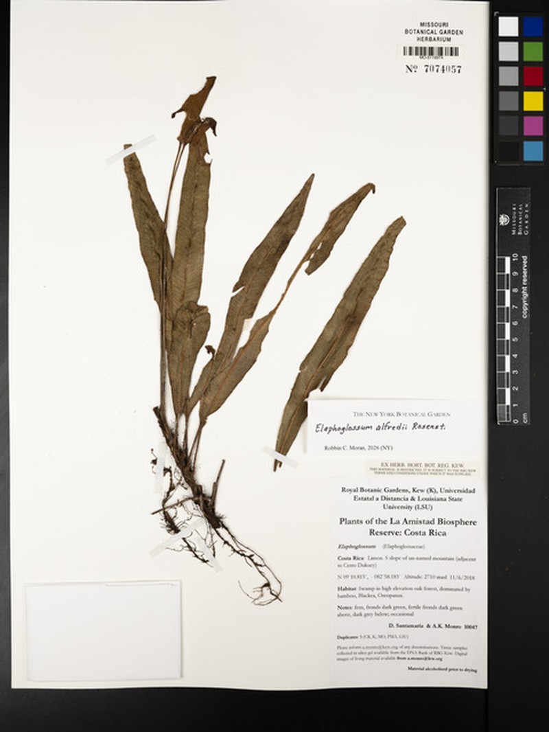 Elaphoglossum alfredii photo 3