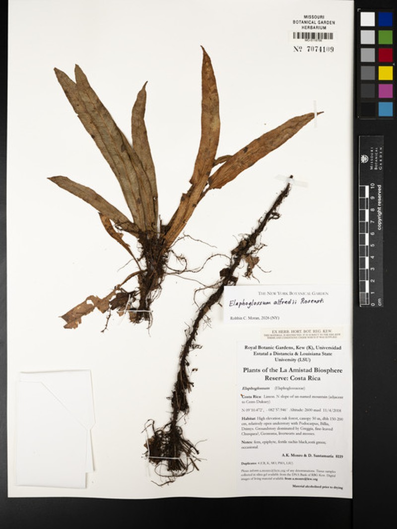 Elaphoglossum alfredii photo 4