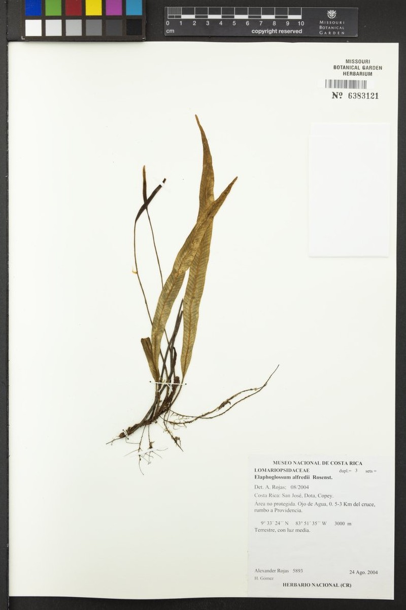 Elaphoglossum alfredii photo 5