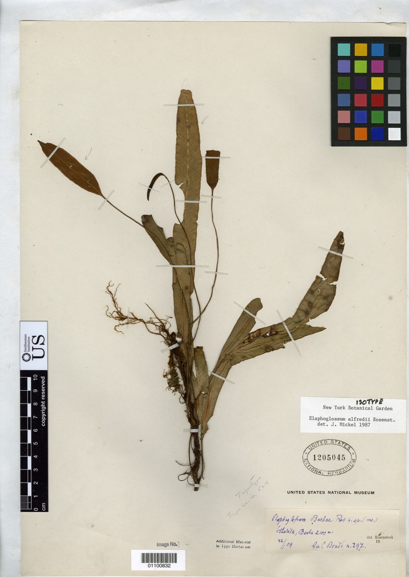 Elaphoglossum alfredii
