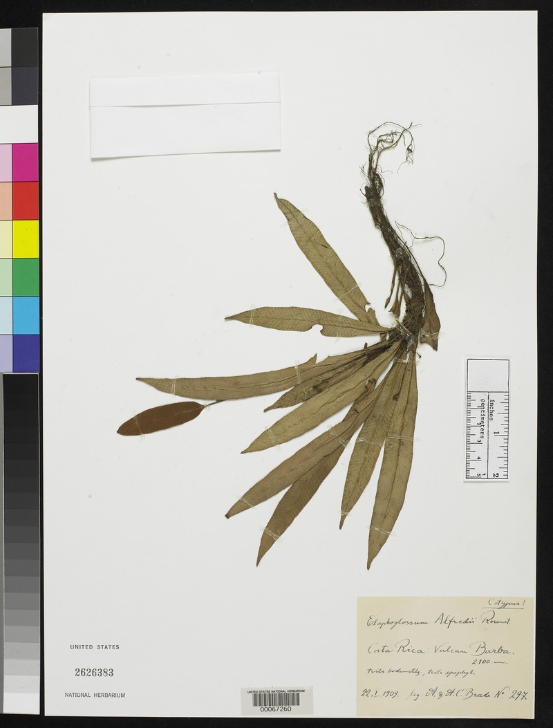 Elaphoglossum alfredii photo 6