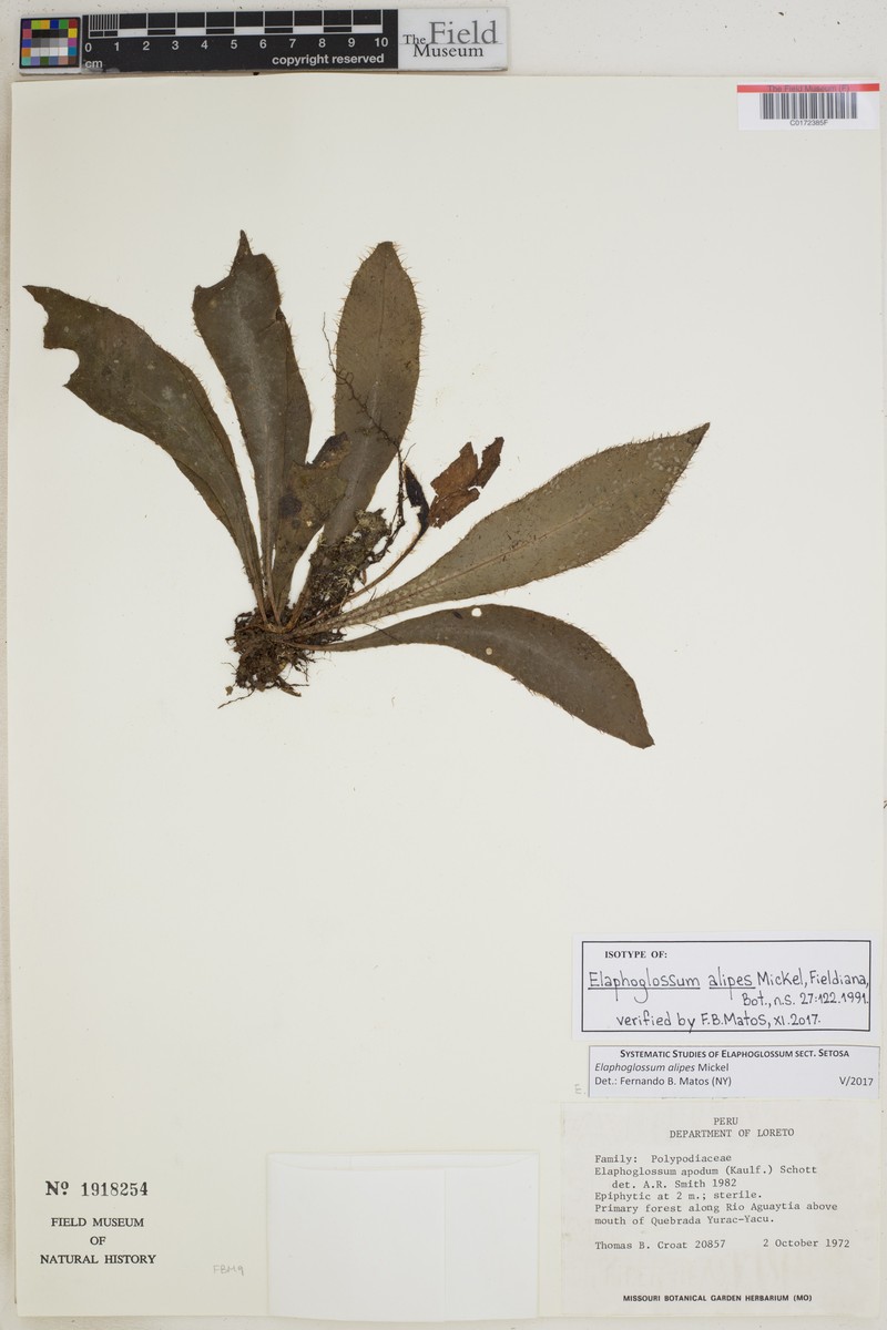 Elaphoglossum alipes