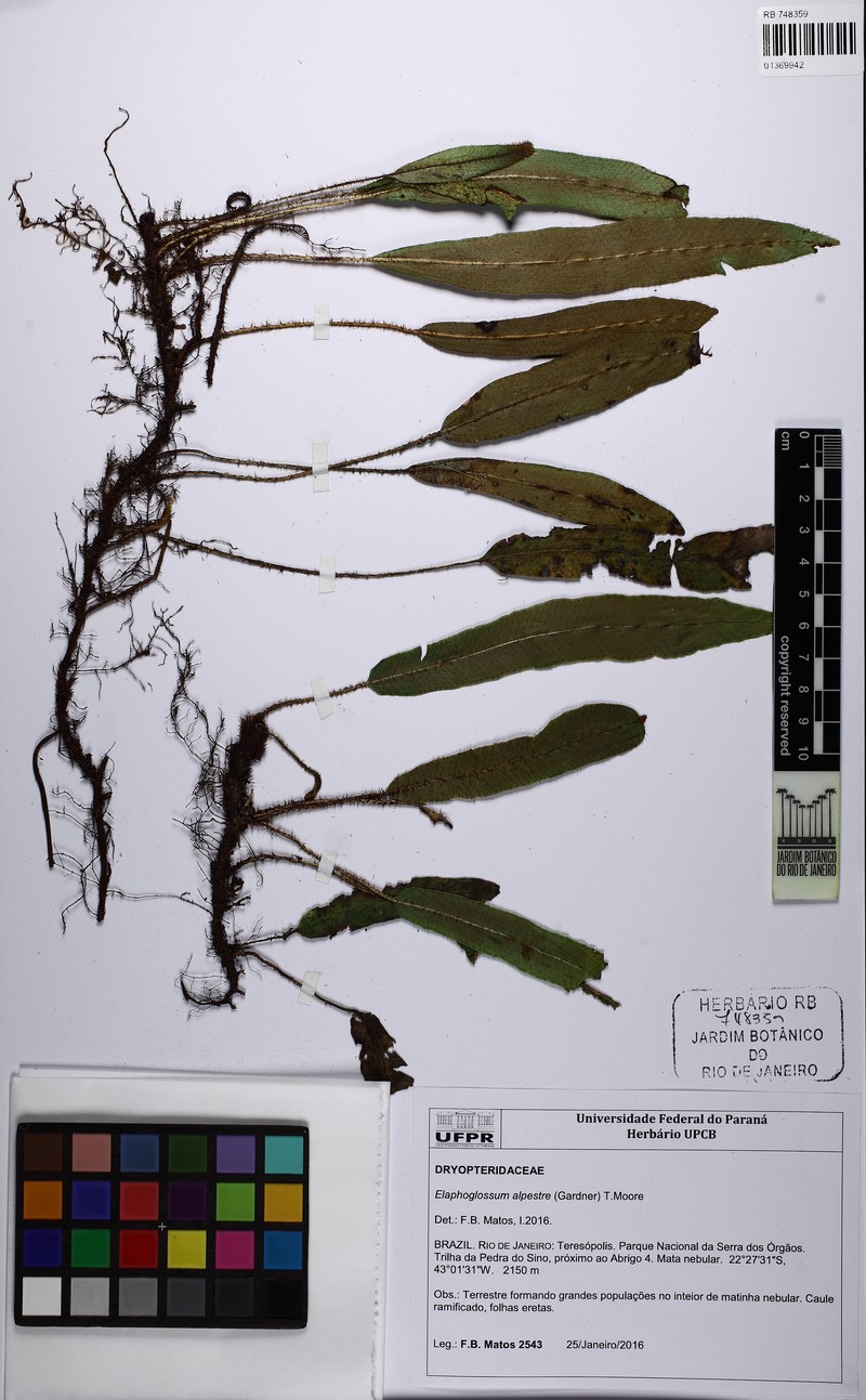 Elaphoglossum alpestre