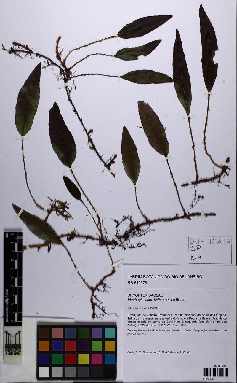 Elaphoglossum alpestre photo 2