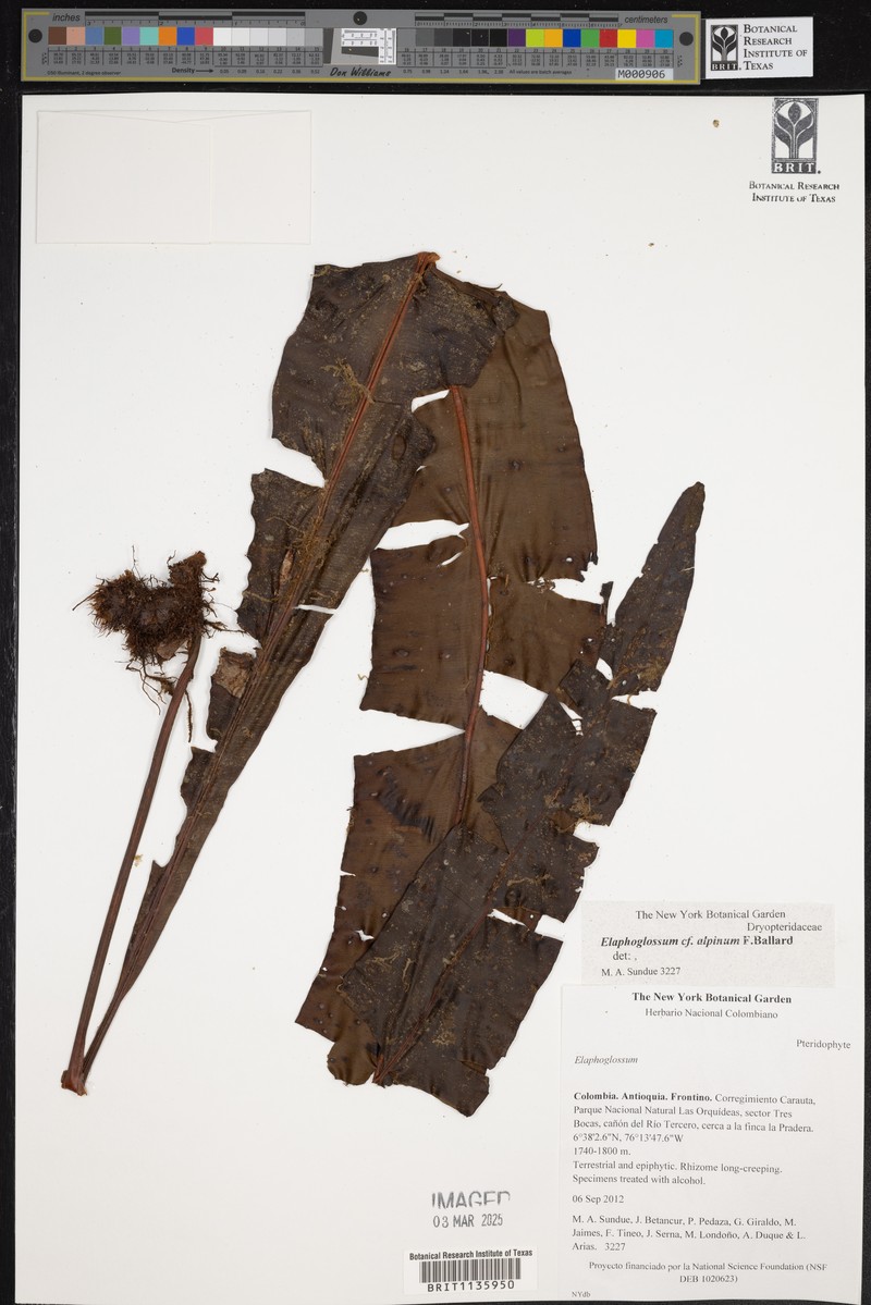 Elaphoglossum alpinum