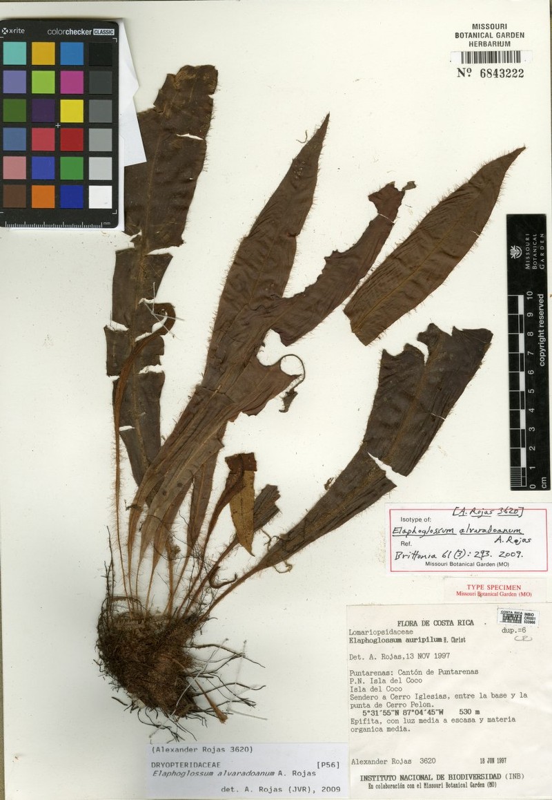 Elaphoglossum alvaradoanum