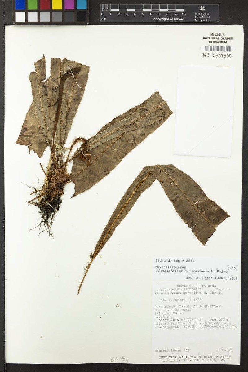 Elaphoglossum alvaradoanum photo 2