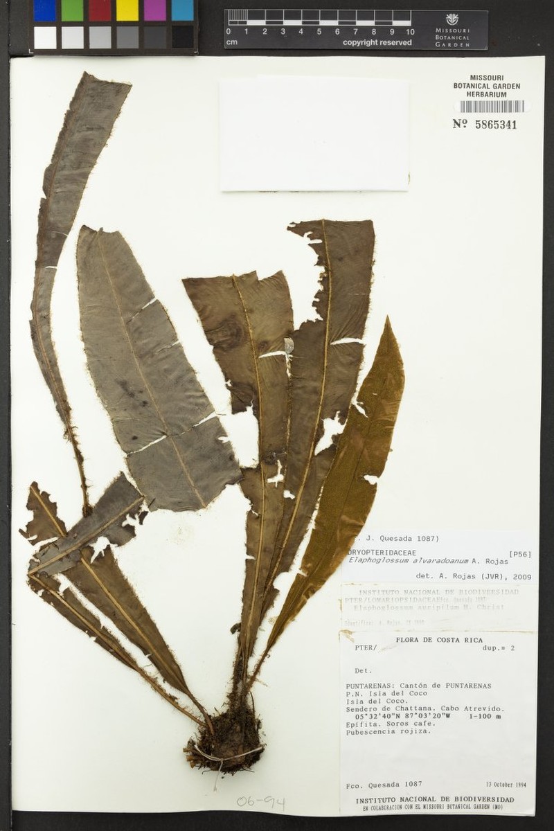 Elaphoglossum alvaradoanum photo 3