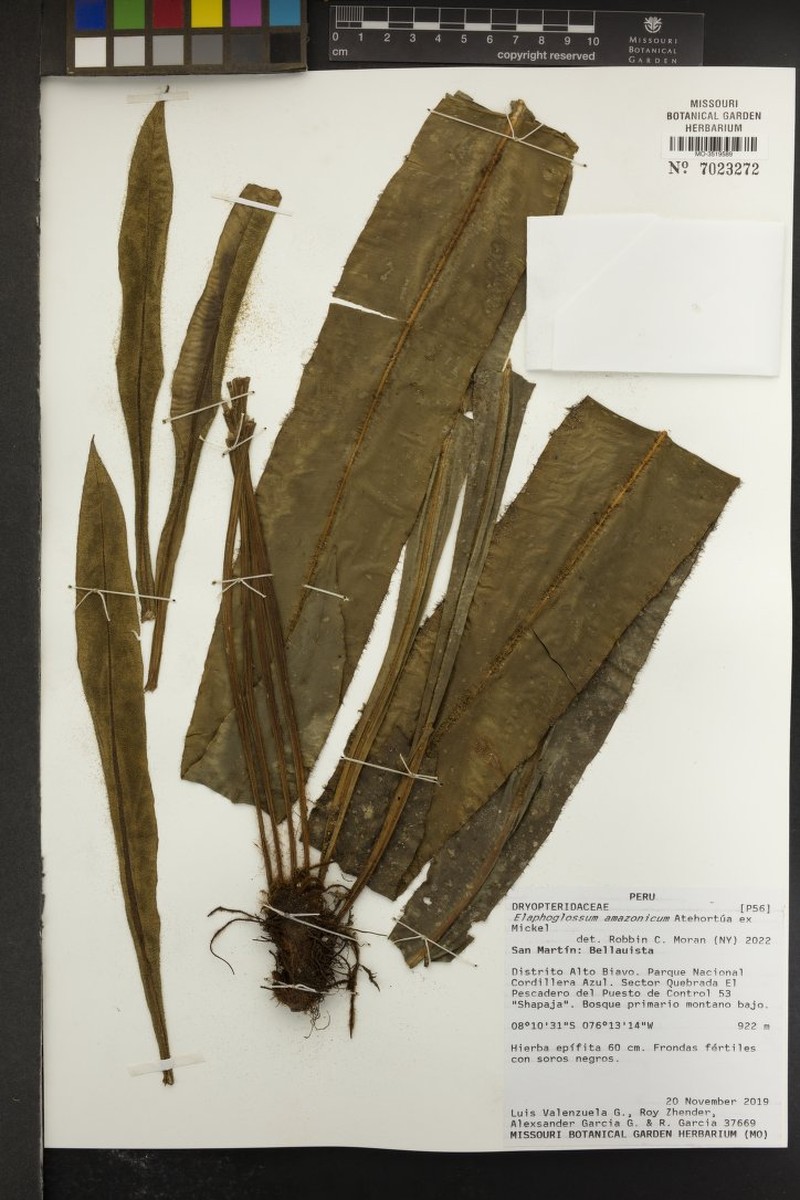 Elaphoglossum amazonicum