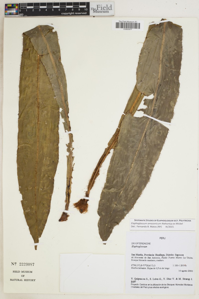 Elaphoglossum amazonicum photo 2
