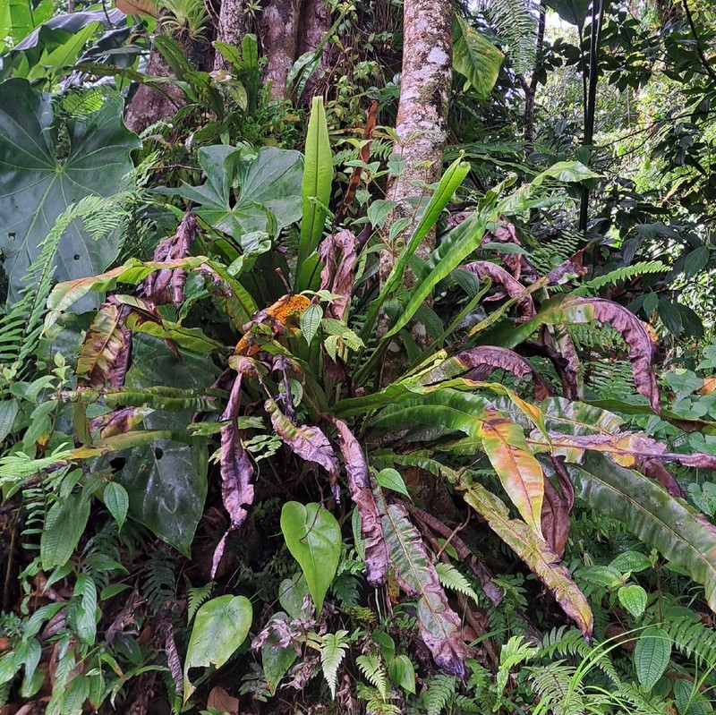 Elaphoglossum ambiguum