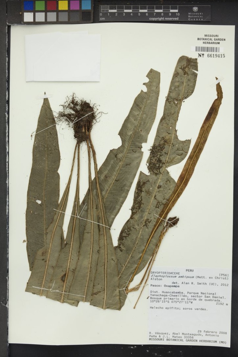 Elaphoglossum ambiguum photo 2