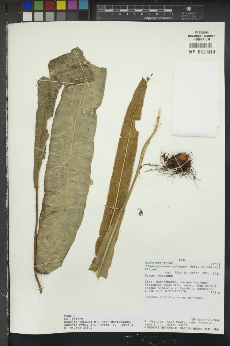Elaphoglossum ambiguum photo 3