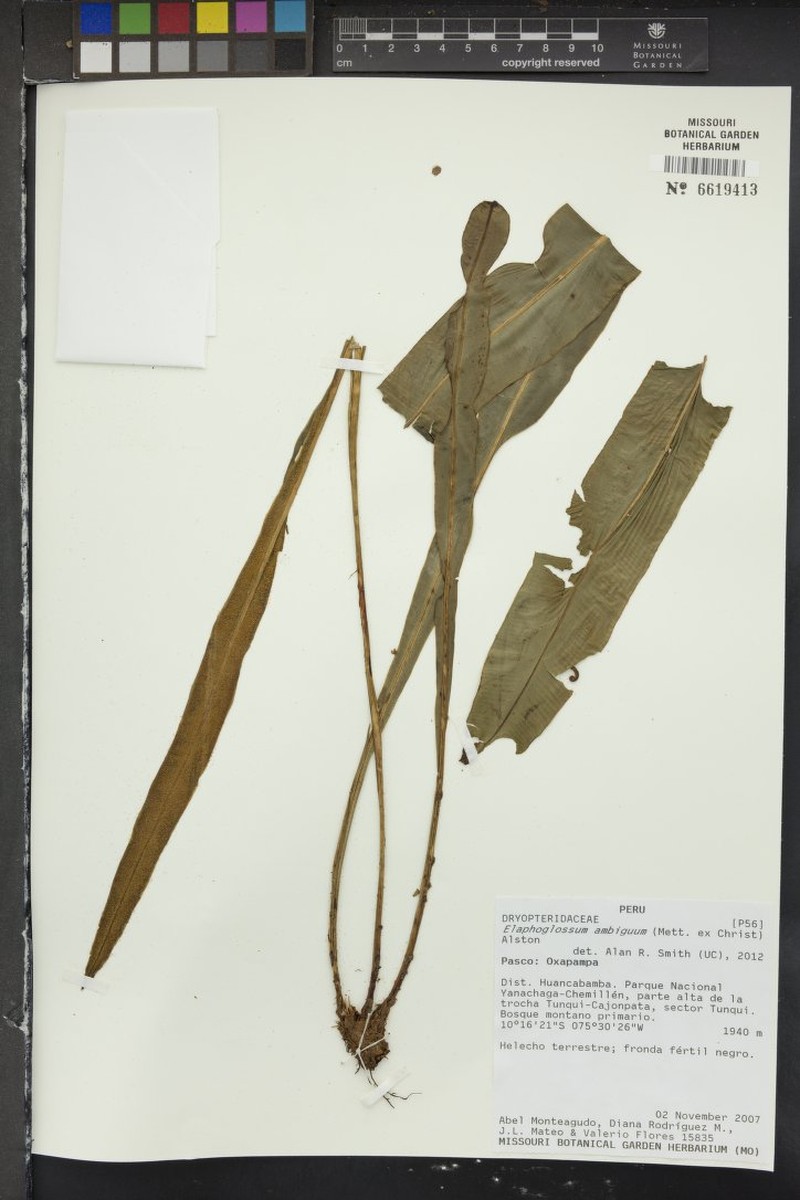 Elaphoglossum ambiguum photo 4