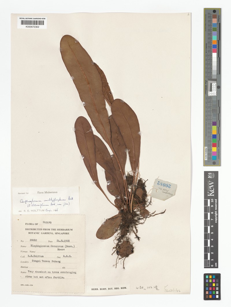 Elaphoglossum amblyphyllum