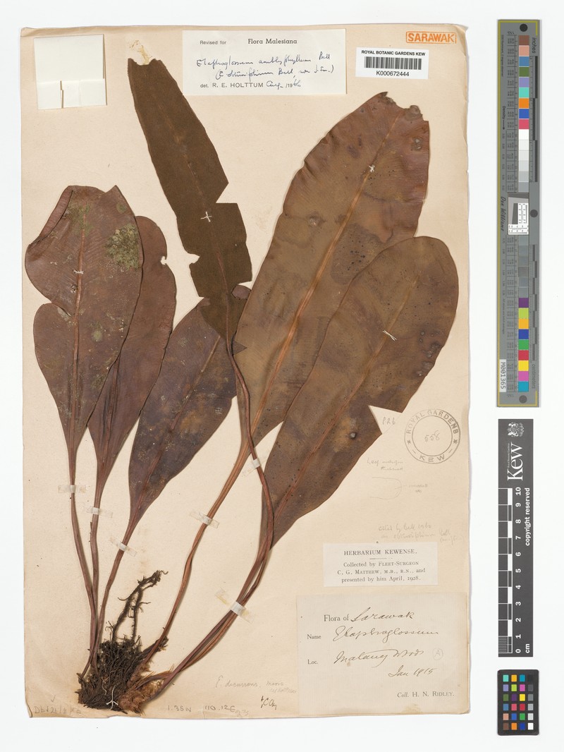 Elaphoglossum amblyphyllum photo 2