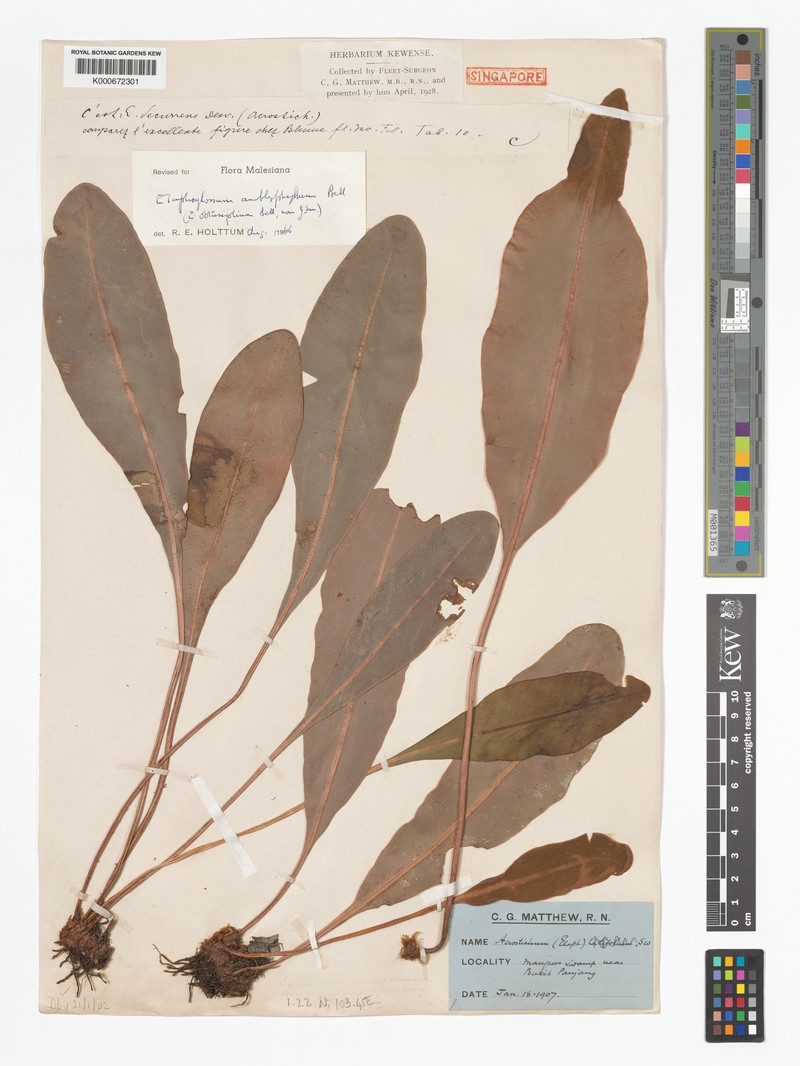 Elaphoglossum amblyphyllum photo 3