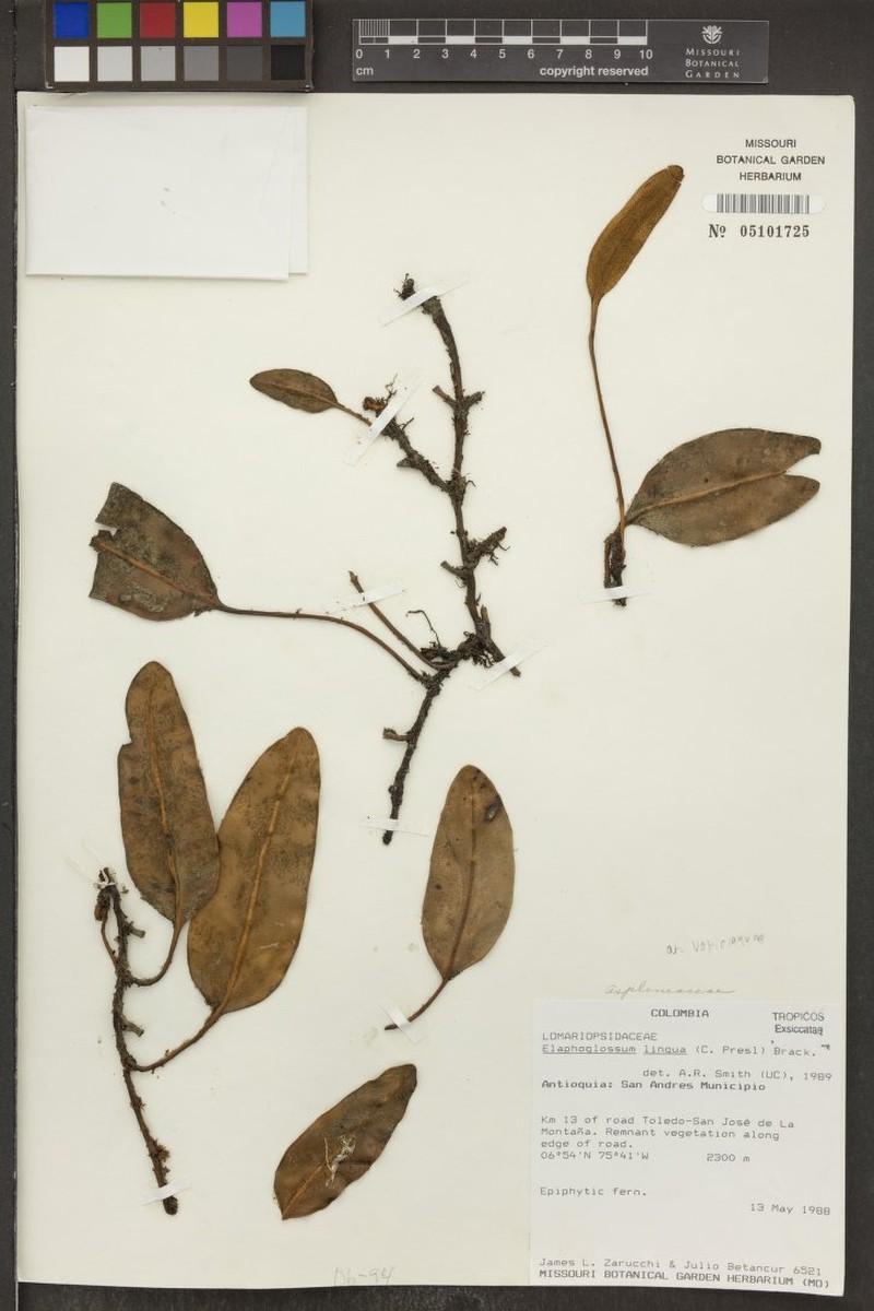Elaphoglossum amparoanum