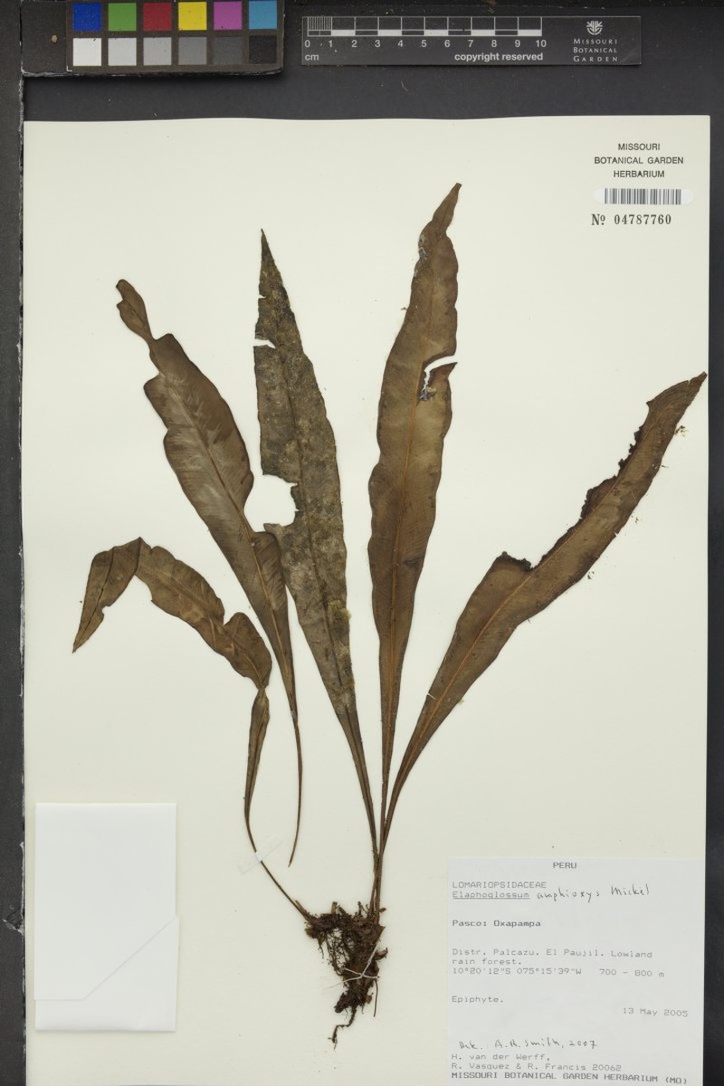 Elaphoglossum amphioxys