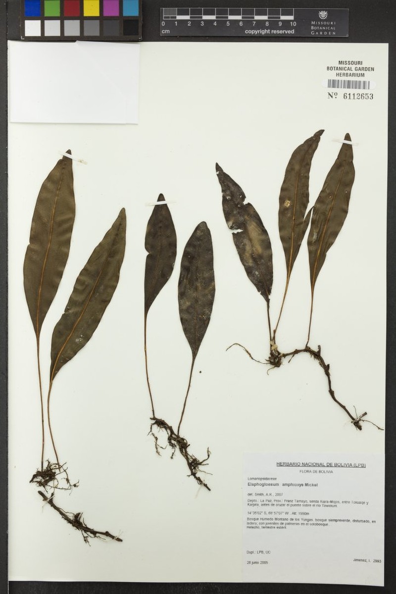 Elaphoglossum amphioxys photo 2