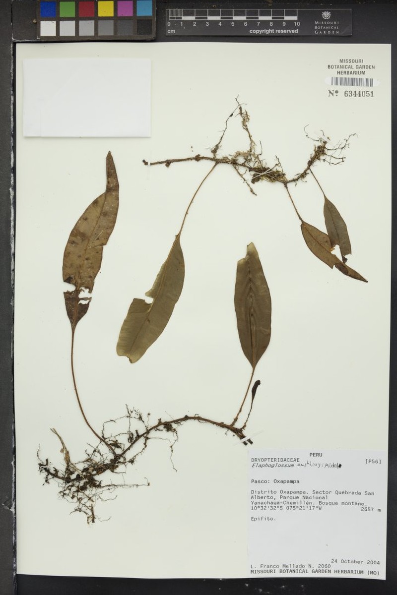 Elaphoglossum amphioxys photo 3