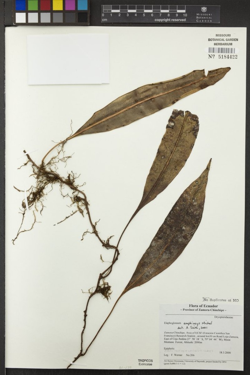 Elaphoglossum amphioxys photo 4