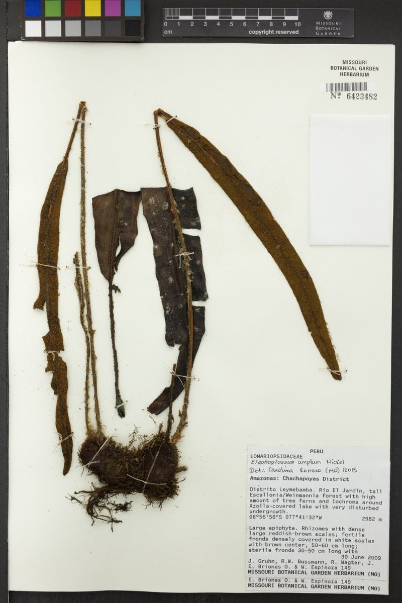 Elaphoglossum amplum
