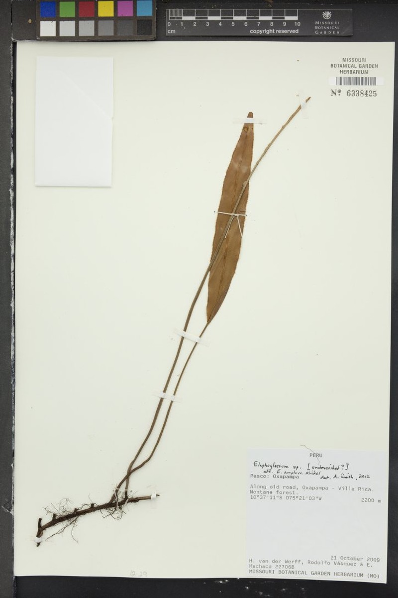 Elaphoglossum amplum photo 2