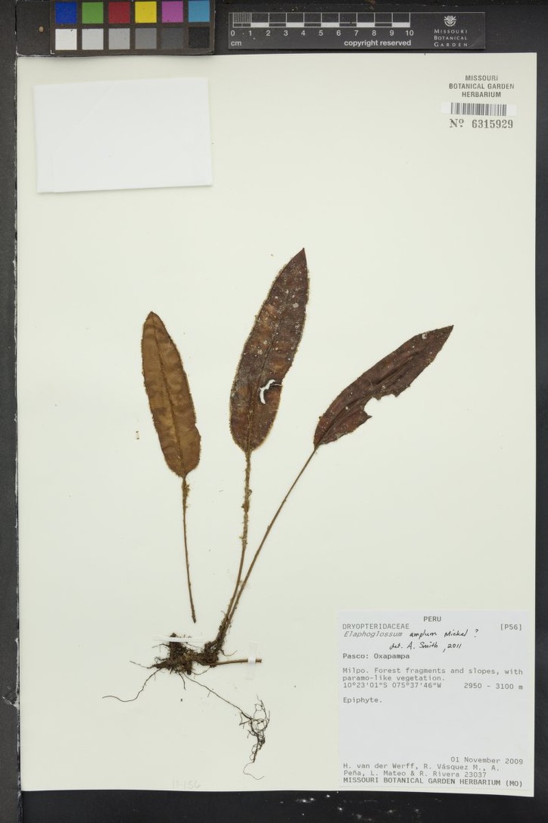 Elaphoglossum amplum photo 3
