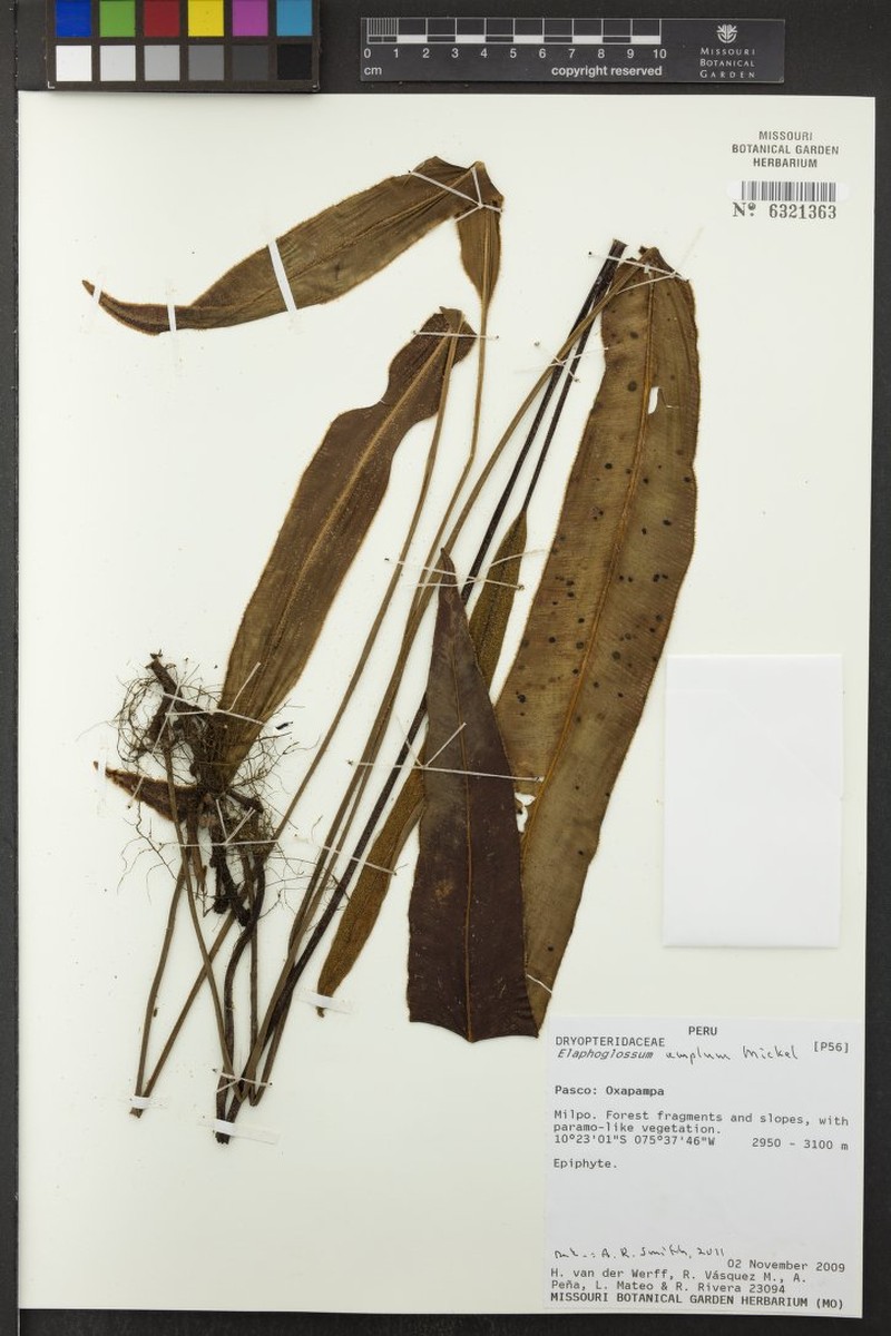 Elaphoglossum amplum photo 4