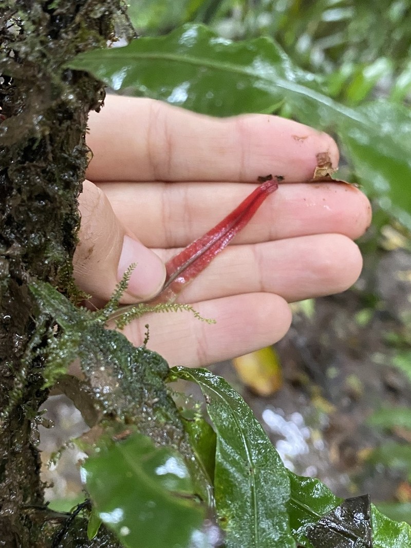 Elaphoglossum amygdalifolium