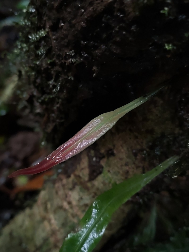 Elaphoglossum amygdalifolium photo 2