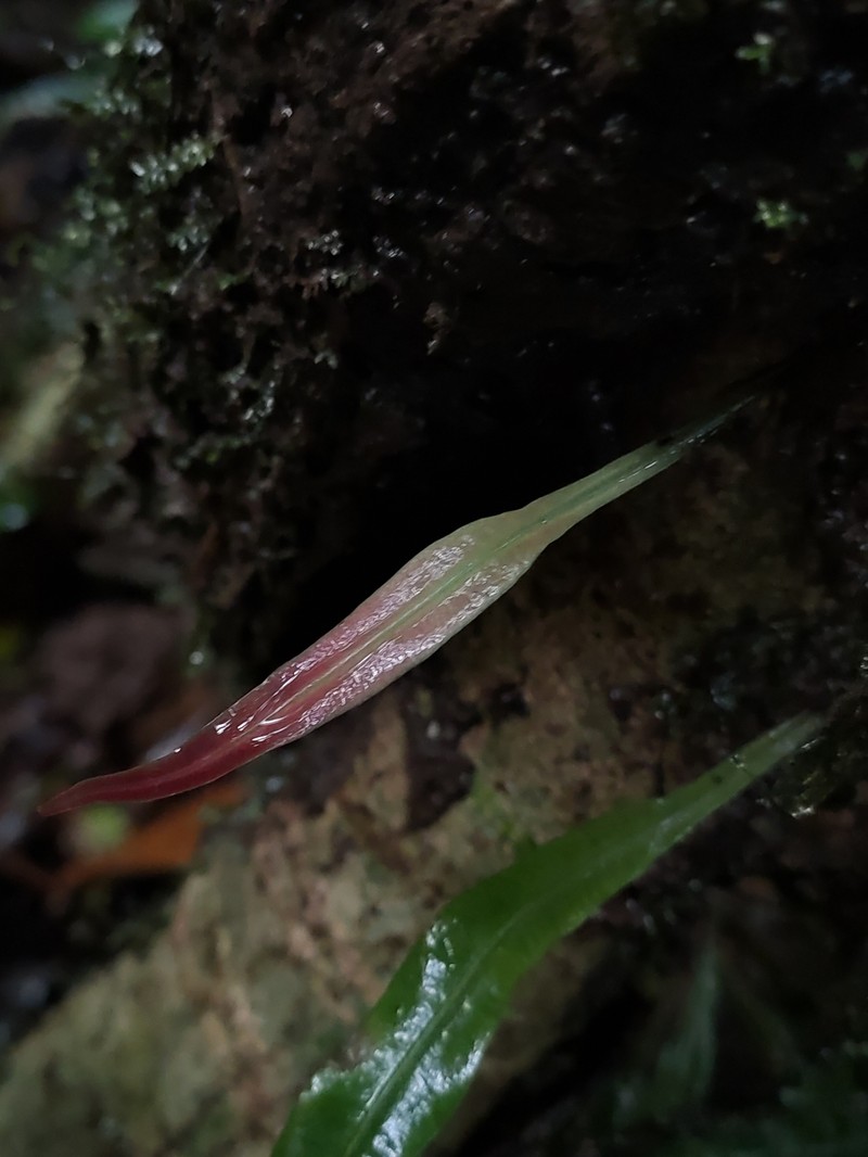 Elaphoglossum amygdalifolium photo 3