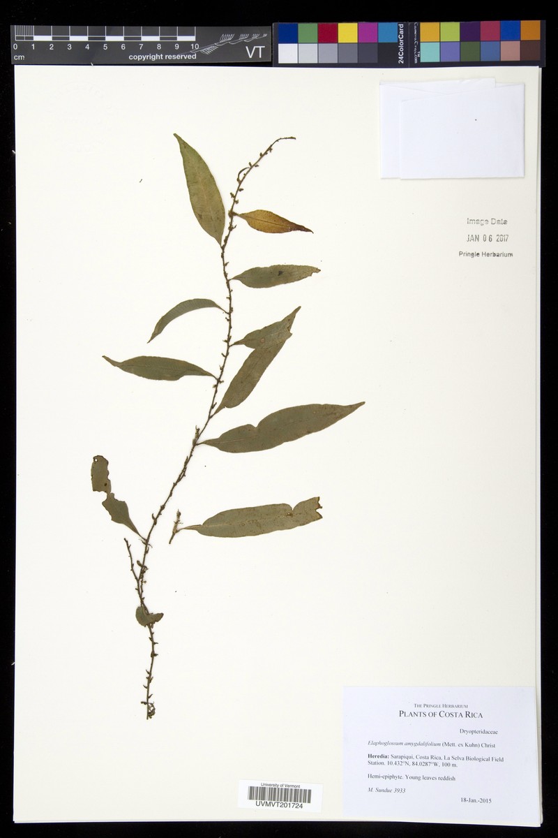 Elaphoglossum amygdalifolium photo 4