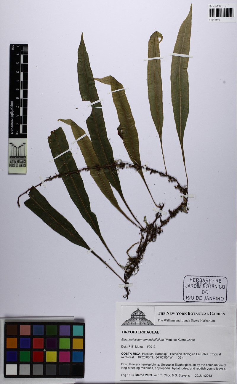 Elaphoglossum amygdalifolium photo 5